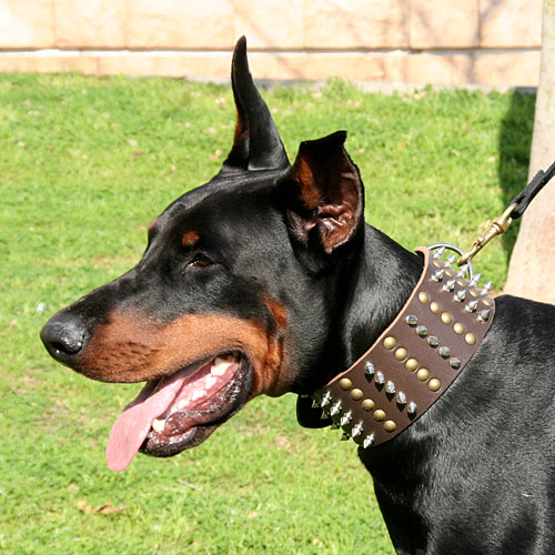 Фото собаки с ошейником с шипами